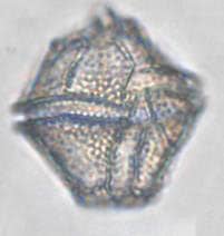 somefan-h-i-polyedrum
